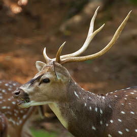 Sika Deer chewing grass by Flees Photos