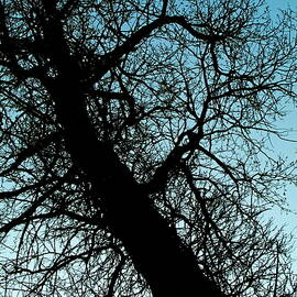 Silhouette of a bare tree trunk and branches in winter by Sami Sarkis Photography