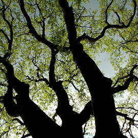 Silhouette of a tree trunk with new growth in springtime by Sami Sarkis Photography