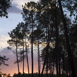 Silhouette of pine trees at dusk in the Landes forest by Sami Sarkis Photography