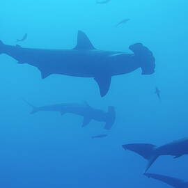 Silhouette of Scalloped Hammerhead sharks by Sami Sarkis Photography