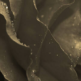 Silky drips by Matt Halvorson