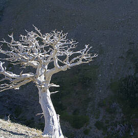 Silver Tree Glacier Park Montana by Waterdancer 
