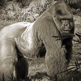 Silverback II by Steven Sparks