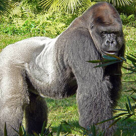 Silverback by Steven Sparks