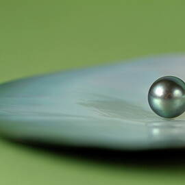 Single Polynesian black pearl sitting on an oyster by Sami Sarkis Photography