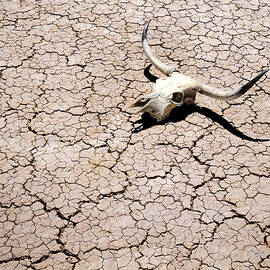 Skull in Desert 2 by Kelley King