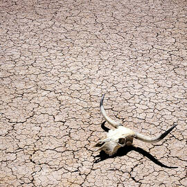 Skull in Desert by Kelley King