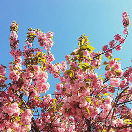 Sky Blooms by Onedayoneimage Photography