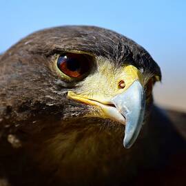 Sky Dancer - Harris Hawk by KJ Swan