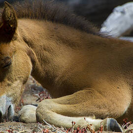 Sleep Mustang foal by Waterdancer 