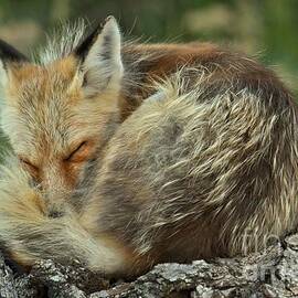 Slept Like A Log by Adam Jewell