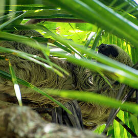 Sloth Life by David Morefield