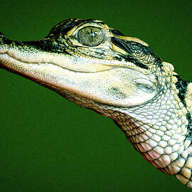 Smiling Gator by Jean Noren