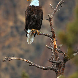 Smith Rock Bald Eagle by Adam Jewell