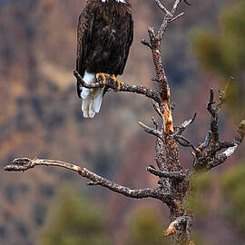 Smith Rock Lookout by Adam Jewell