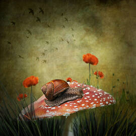 Snail Pace by Ian Barber
