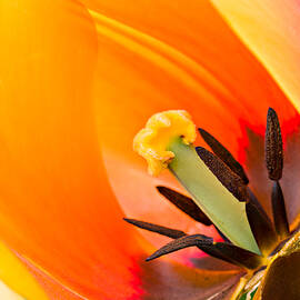 Sneak Peak by Mary Jo Allen