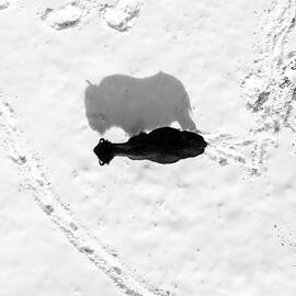SNOW BISON by Rand Ningali