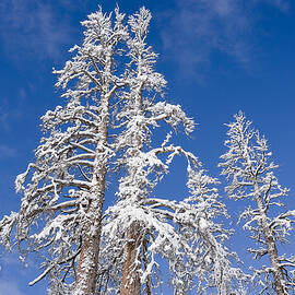 Snow Covered by Kelley King