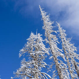 Snow Covered Trees by Kelley King