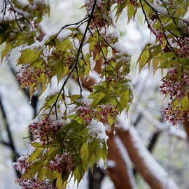 snow on the Cherry blossoms by Flees Photos
