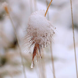 Snow Transfiguration by Rona Black