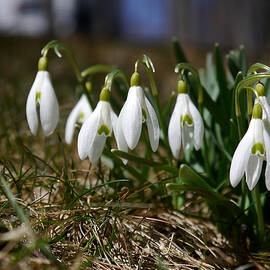 Snowdrops I by Richard Reeve
