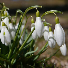 Snowdrops II by Richard Reeve