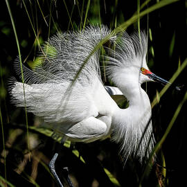 Snowy Egret by Steven Sparks