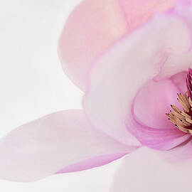 Soft Nest by Mary Jo Allen