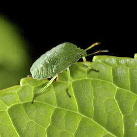 Southern Green Stink Bug camouflaged on a green leaf by Sami Sarkis Photography
