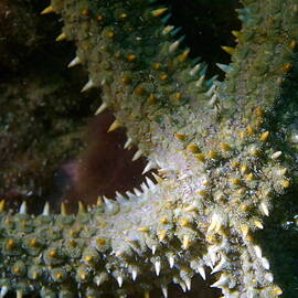 Spiny Starfish by Sami Sarkis Photography