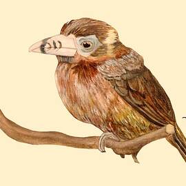 Spot-Billed Toucanet by Angeles M Pomata