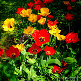 Spring Beauty by Olivier Le Queinec