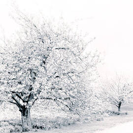 Spring Cherry in High-Key by Jessica Jenney