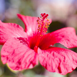 Spring colors by AM FineArtPrints