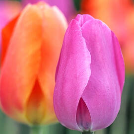 Spring Colors by Rona Black