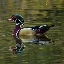 Spring Drake Wood Duck by Dale Kauzlaric