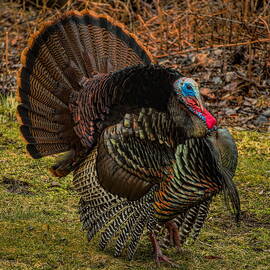 Spring Gobbler by Dale Kauzlaric