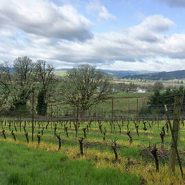 Spring in the Vineyard by Jean Noren