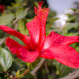 Spring is coming by AM FineArtPrints