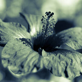 Spring is coming - Monochrome by AM FineArtPrints