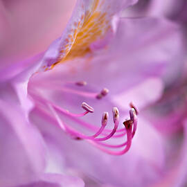 Spring Light square by Mary Jo Allen