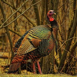 Spring Longbeard by Dale Kauzlaric