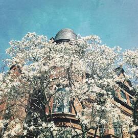 Spring Magnolias - Gift for Springtime Lovers by Onedayoneimage Photography