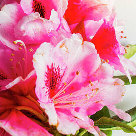 Spring of flower bouquets by Jorgo Photography