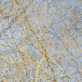 Spring Season - Inspired by Jackson Pollock by Shankar Adiseshan