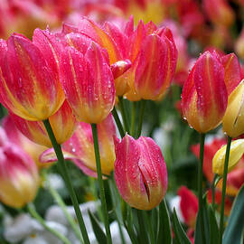 Spring Tulips in the Rain by Rona Black