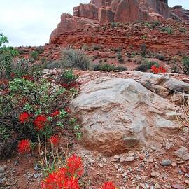 Springtime at Arches National Park by Cascade Colors